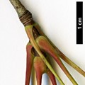 SpeciesSub: subsp. macropterum SpeciesSub: subsp. macropterum
